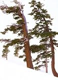 Search : Along Pear Lake, Sequoia National Park, Sierra Club Boxed Holiday Cards