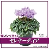 シクラメン セレナーディア サントリーの青いシクラメン ライラックフリル 銀座東京フラワーからお届け 12月上旬 順次発送