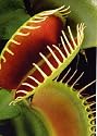 Tropica - Venus-Fliegenfalle (Dionaea muscipula) - 10 Samen inklusive Kultursubstrat