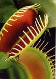 Tropica - Venus-Fliegenfalle (Dionaea muscipula) - 10 Samen inklusive Kultursubstrat