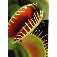 Tropica - Venus-Fliegenfalle (Dionaea muscipula) - 10 Samen inklusive Kultursubstrat