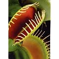 Tropica - Venus-Fliegenfalle (Dionaea muscipula) - 10 Samen inklusive Kultursubstrat