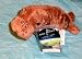 Search : Baby Animals of Planet Earth Baby Walrus