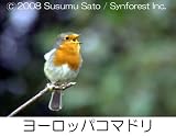 日本百鳴鳥/映像と鳴き声で愉しむ野鳥図鑑 [DVD] 画像