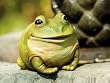 Medium portly, frog Medium portly, frog