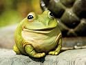 Garden Decor Medium Portly Frog