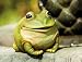 Medium portly, frog