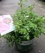 Apple Blossom Floral Carpet Rose Two Gallon by Monrovia Growers