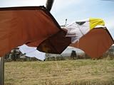 鷲のたこ（eagle kite）の画像