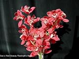 Cymbidium Suzie Q orchid seedling, new hybrid, red flowers