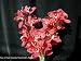 Cymbidium Suzie Q orchid seedling, new hybrid, red flowers
