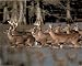 Herd Of Deer Crossing Lake Art Print POSTER hunting - 20" x 16"