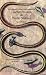 The General Care And Maintenance Of Garter Snakes And Water Snakes (The Herpetocultural Library. Series 200)