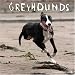 Greyhounds 2008 Wall Calendar