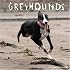 Greyhounds 2008 Wall Calendar