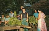 VINTAGE POST CARD: Barning Tobacco in Dixie (5-250135)