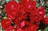 The Princes Trust -  Climbing Rose.