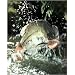 Fishing Large Big Mouth Bass Fish On Fly Hook 16x20 Art Print