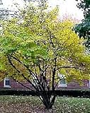 Eigenschaften tropical.garden  / Hexenhasel, virg. Zaubernuss - Hamamelis virginiana 10K