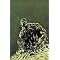 Swamp Thing - Graphic Novel Collection