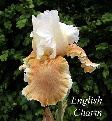 English Charm Bearded German Iris 1 Bulb