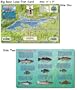 Franko's Laminated California Fish ID Cards 6" x9" ALL OPTIONS, Channel Islands, Catalina, Monterey, many more, Authorized Dealer, Scuba Dive Fish, Fish Identification, Fish ID Card, Fish Cards , La Jolla Shores