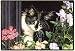 First Spring Kitten Doormat Cat Sueellen Ross Fiddler's Elbow