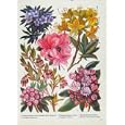 RHODODENDRON KALMIA VACCINIUM FLOWER PLANT COLOR PRINT