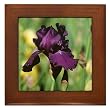 Iris on Framed Tile