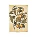 Avicennia Germinans Poster Print