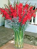 Winter Wonderland Christmas Fresh Flower Bouquet Red Gladiolas
