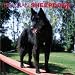 Belgian Sheepdogs: 2003
