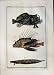 C1990 Fish Shrimpfish Lionfish Frogfish Dance Swinney