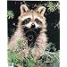 Martin Archery Game Targets - Raccoon