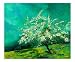 Apple tree in spring landscape Image