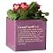 Cube Planter "Grandmother" - Purple (6")