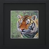 Susho, King Silk Art Handmade Silk Embroidery - Portrait of a Tiger on Green - Black Mat Framed Medium Size 34104BF