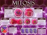 Mitosis & Cytokinesis Education Art Poster Print, 24x18