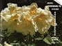 Greer's guidebook to available rhododendrons: Species & hybrids