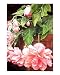 Tuberous Begonia Botanical Giclee Poster Print by Karen Casciani, 16x20