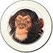 Kitchen & Housewares : CHIMPANZEE MONKEY Tax Disc Holder