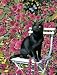 Chrissie Snelling Rose Garden Jigsaw Puzzle 300pc