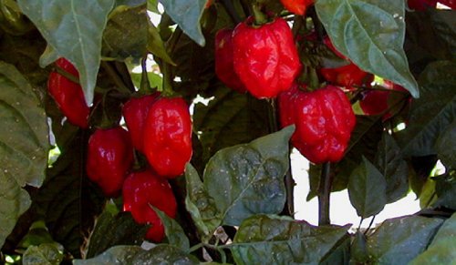 Red Savina Hot Pepper 10+ Seeds The Last World Record Holder For Hot