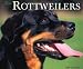 Just Rottweilers 2004 Calendar