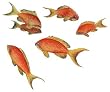 Walls of the Wild Goldfish