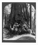Historic Print (M): The famous Wawona tunnel tree and stage coach, Upper Mariposa Grove, California