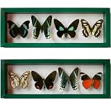 Real Framed Green Butterflies Collection Mounted in Verde Display