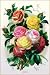 Art Poster, Roses - 18.75 x 27.5