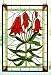 16 X 24 Trumpet Lily Window