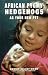 African Pygmy Hedgehogs As Your New Pet